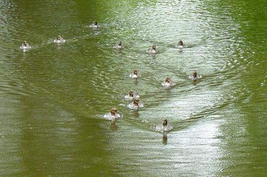 11 ducks.JPG
